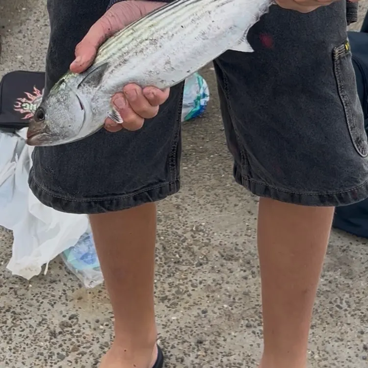 The most recent Australian bonito catches on Fishbrain
