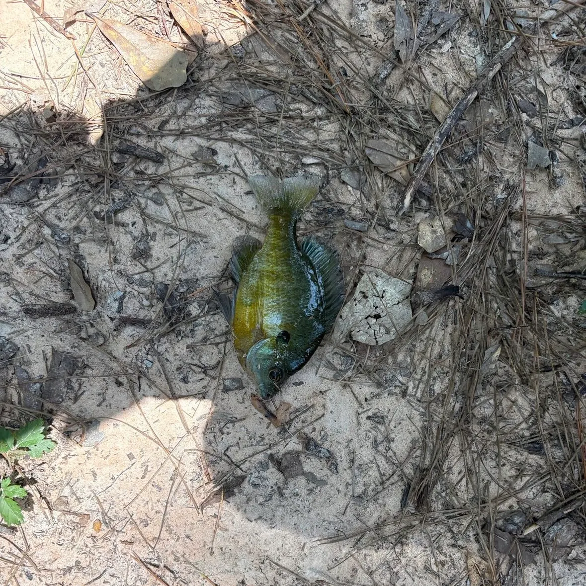 Bluegill caught on Fishbrain