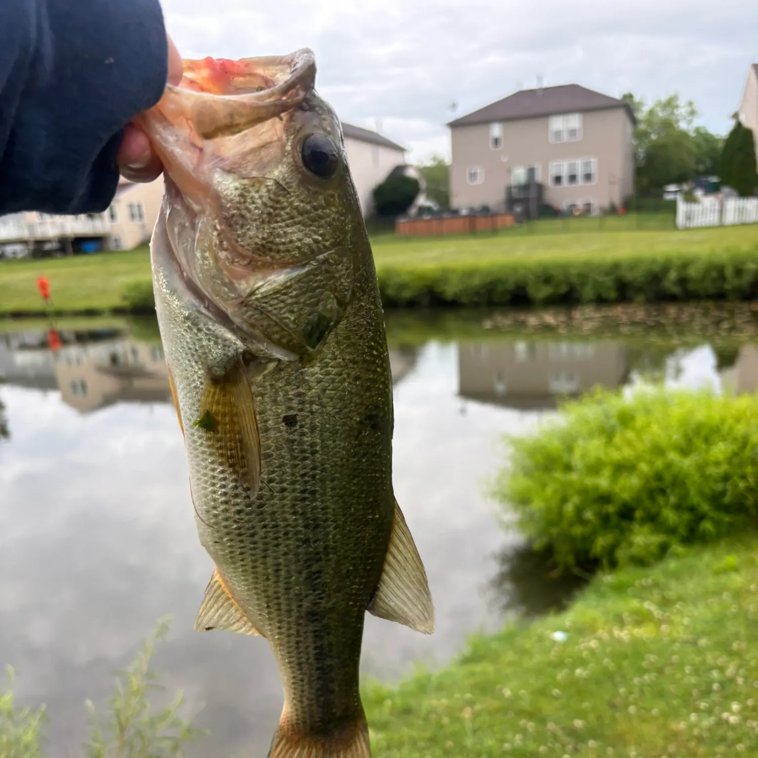 angler catch
