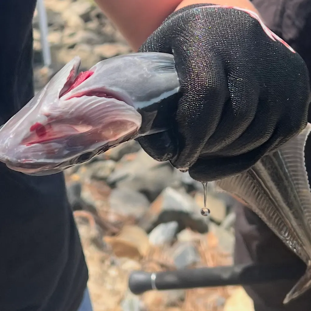 The most recent Common remora catches on Fishbrain