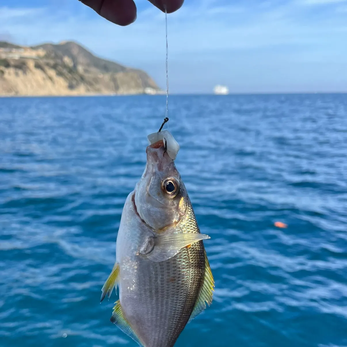 The most recent Shiner perch catches on Fishbrain