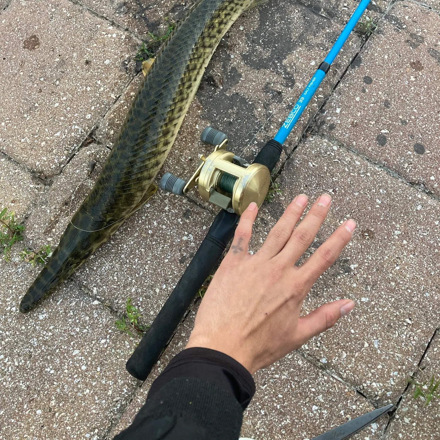 Spotted gar caught on Fishbrain