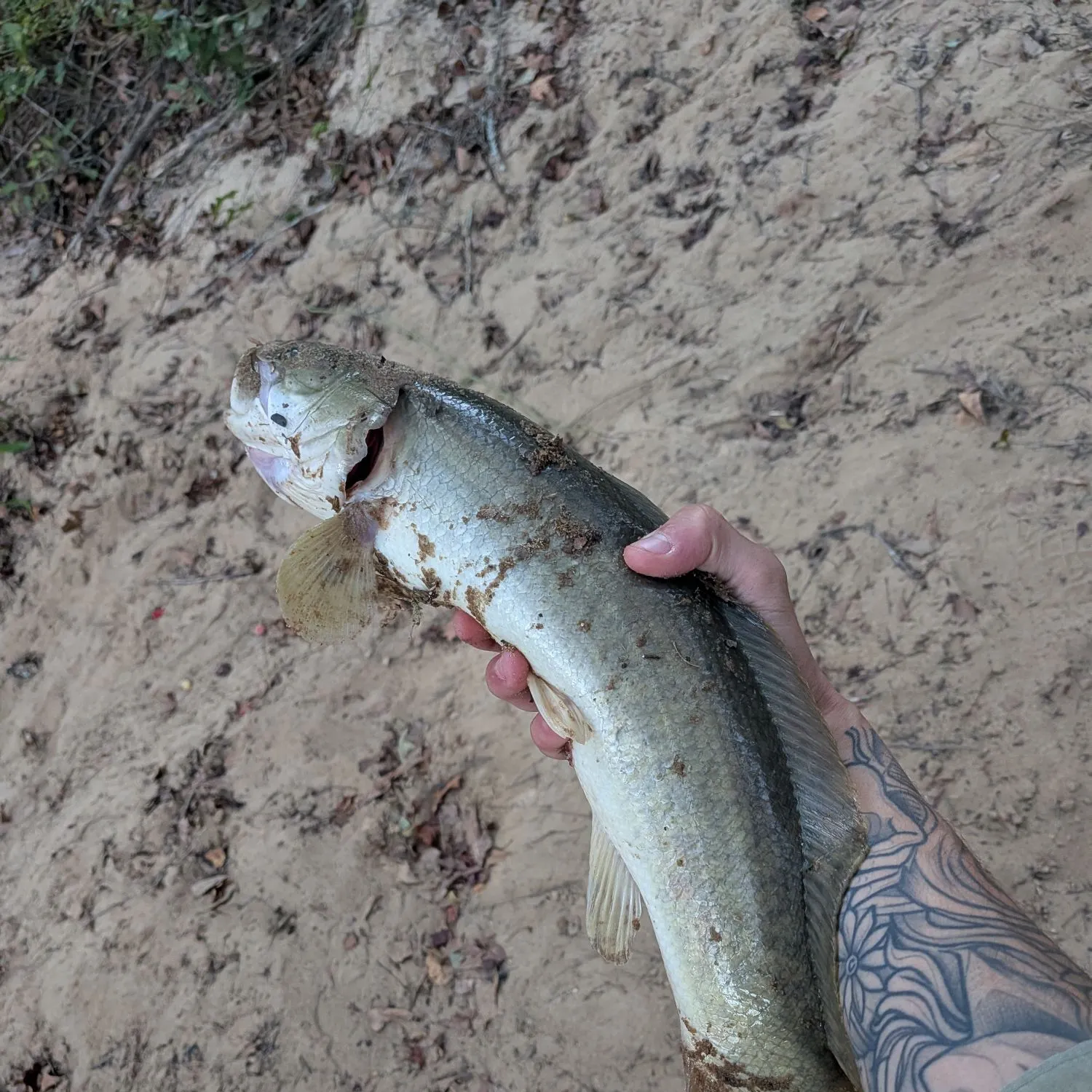 Eyetail bowfin caught on Fishbrain