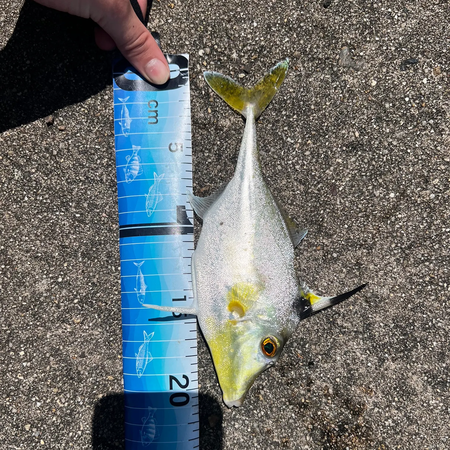 The most recent Short-nosed tripodfish catches on Fishbrain