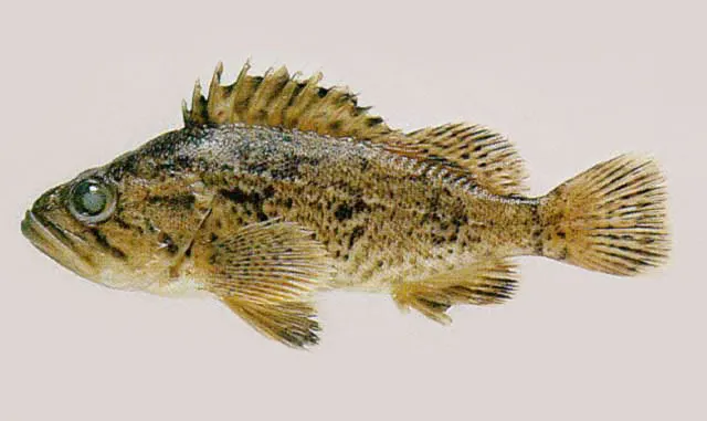 Korean rockfish