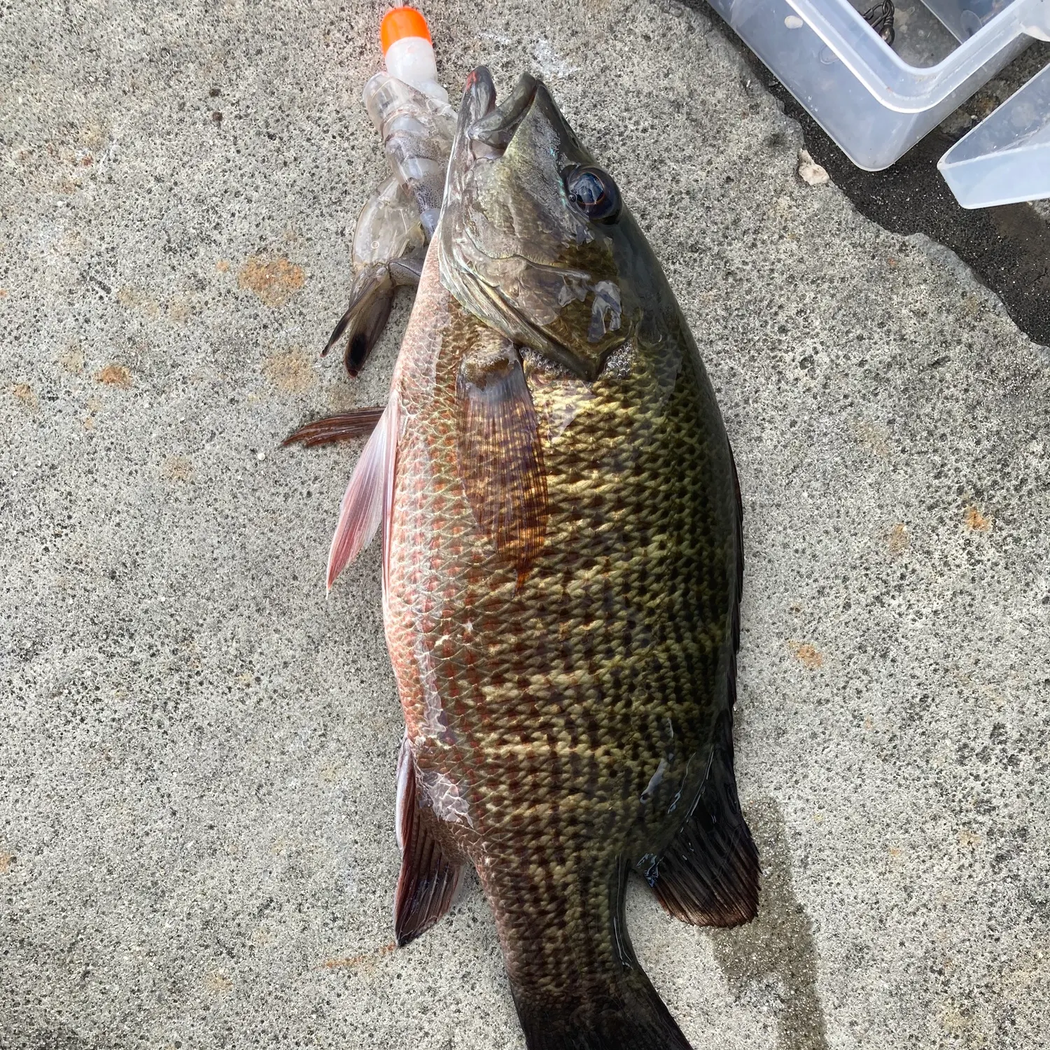 Mangrove snapper caught on Fishbrain