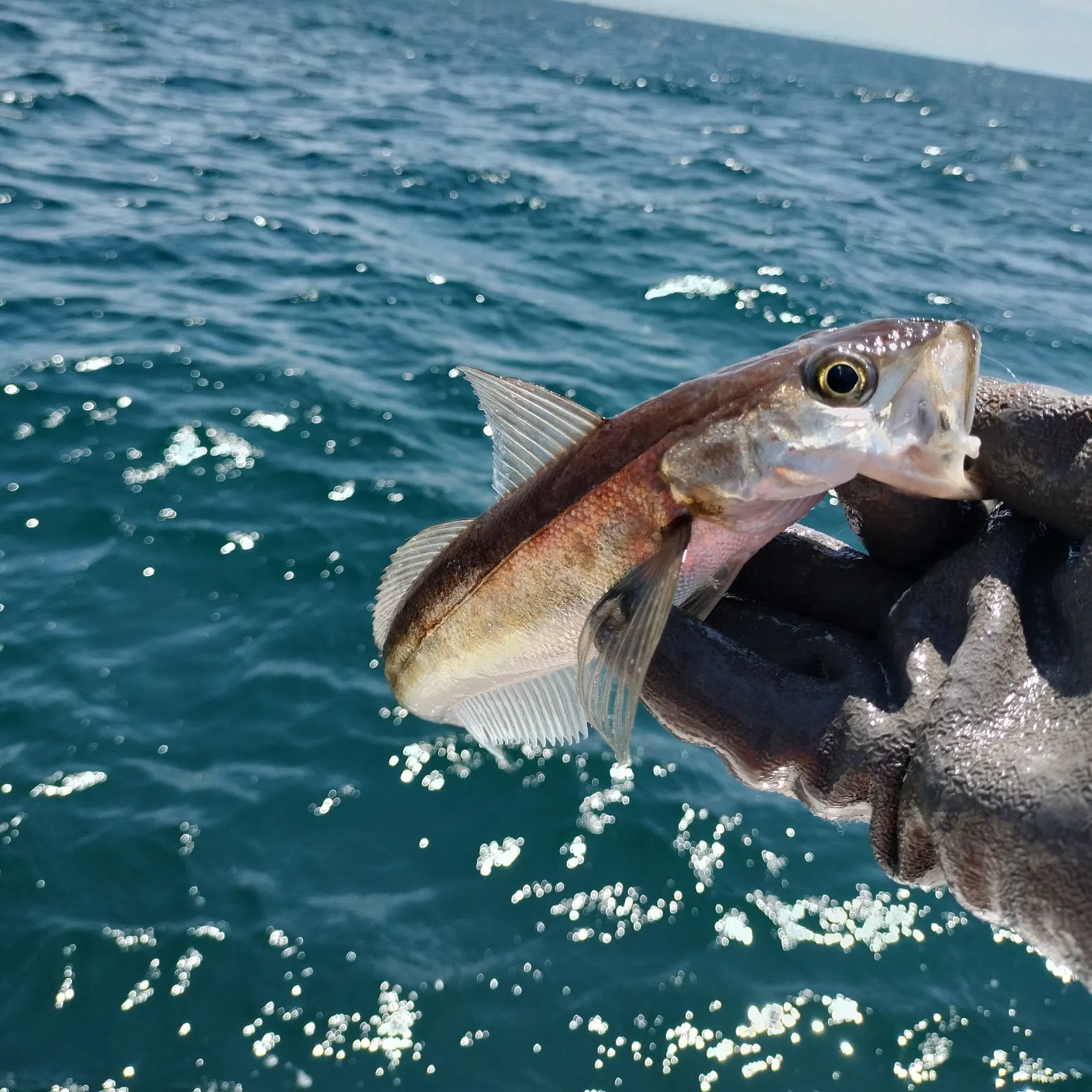 The most recent Silver hake catches on Fishbrain