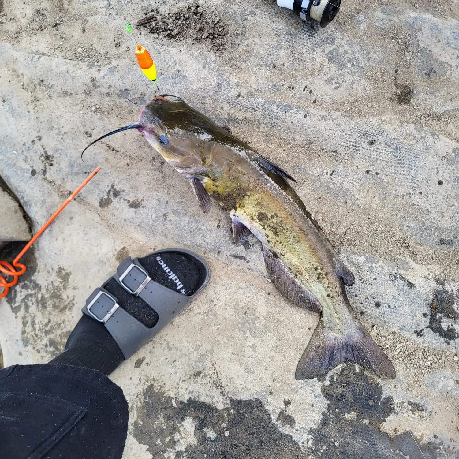 Channel catfish caught on Fishbrain