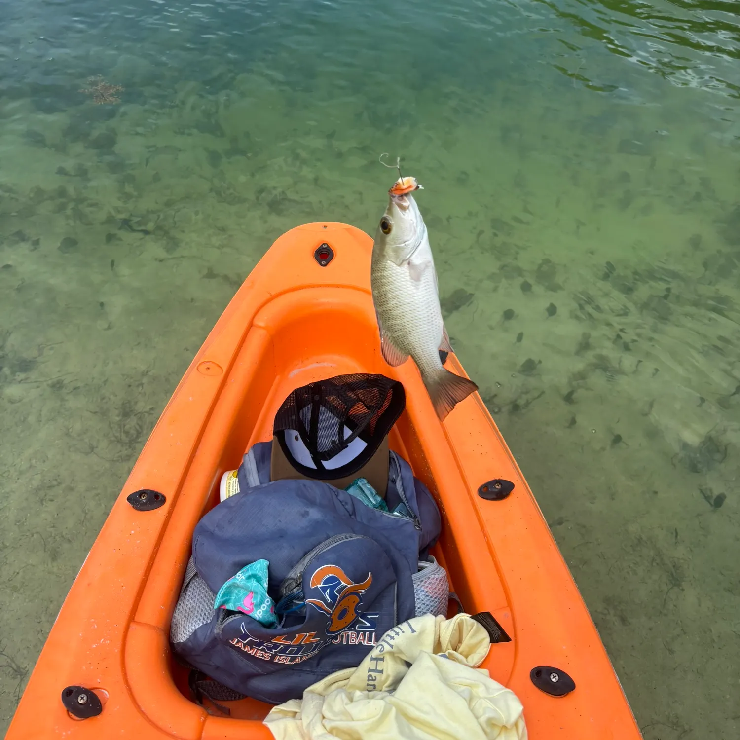 The most recent Sooty grunter catches on Fishbrain