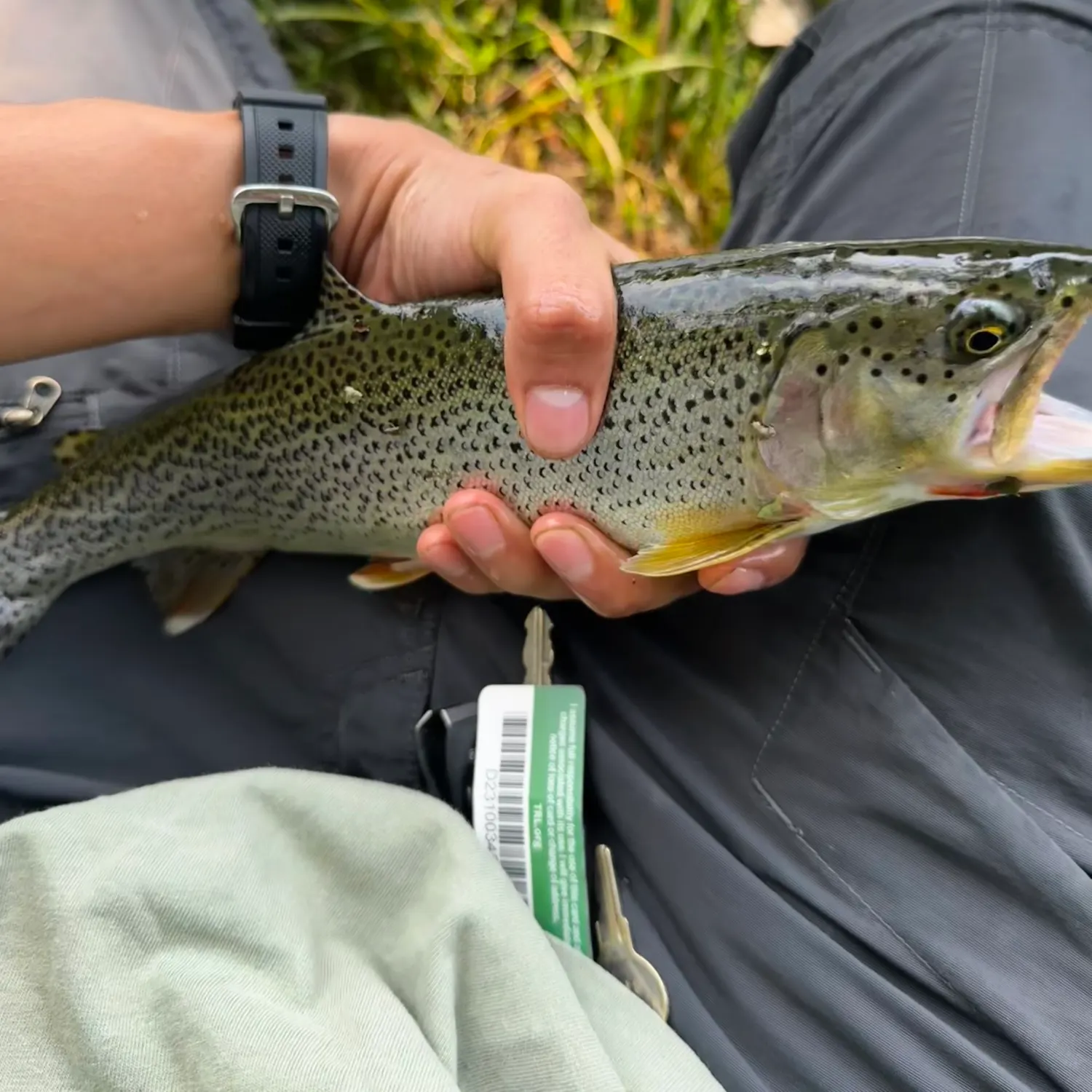 recently logged catches