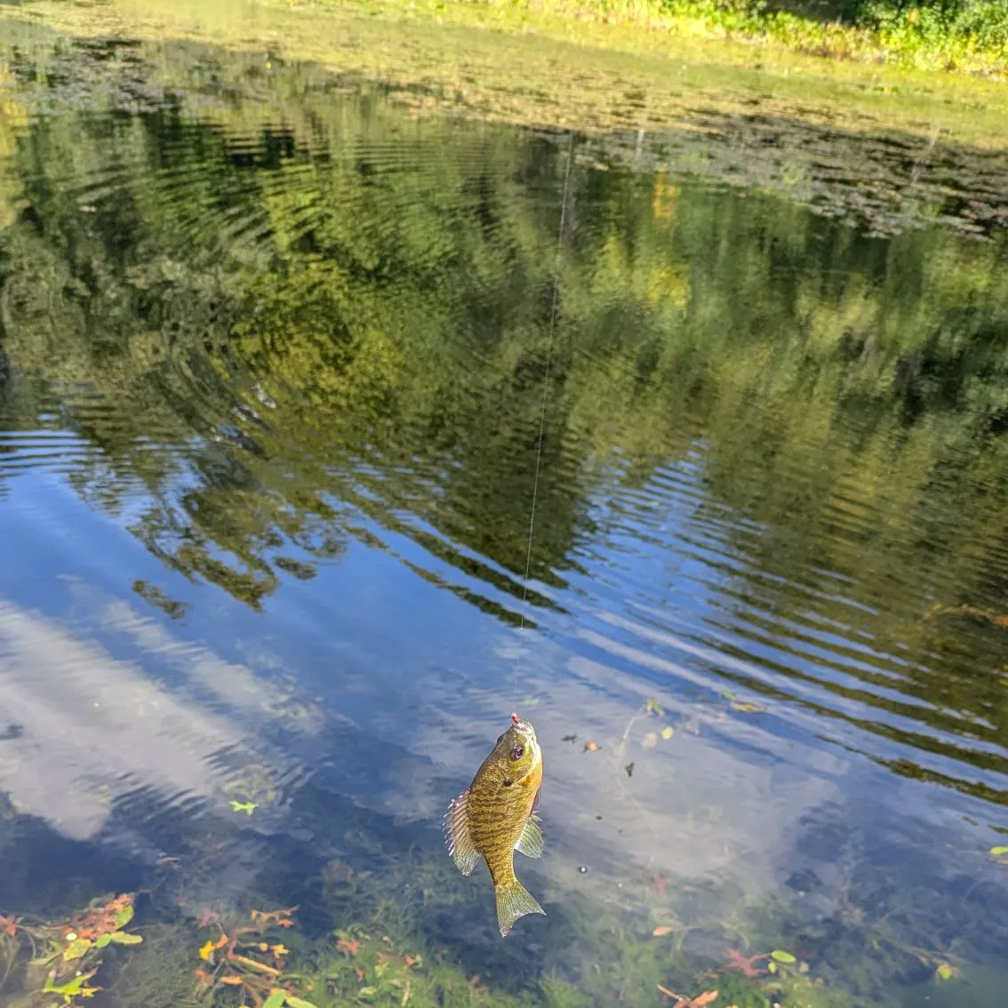 Bluegill caught on Fishbrain