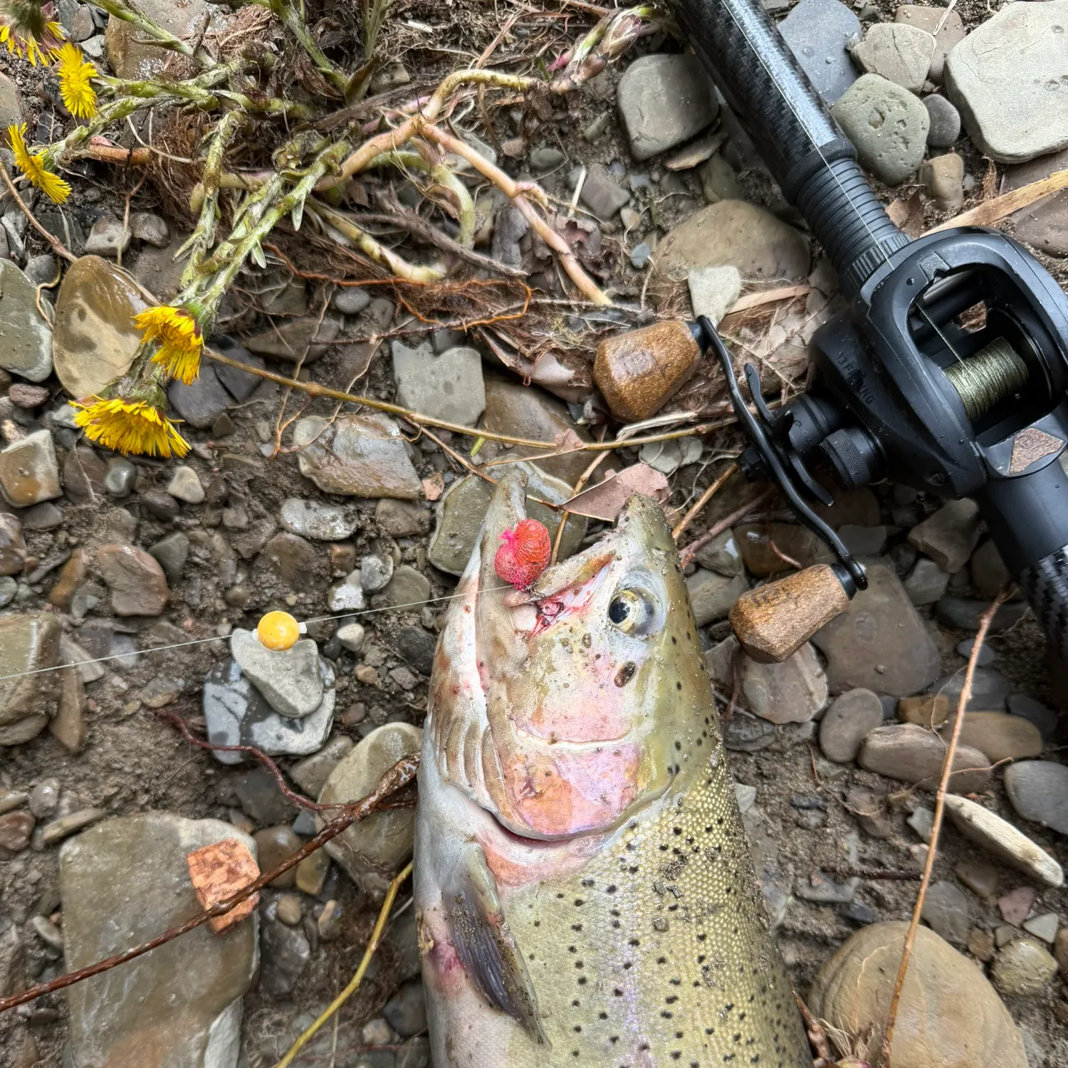 The most recent Steelhead catches on Fishbrain