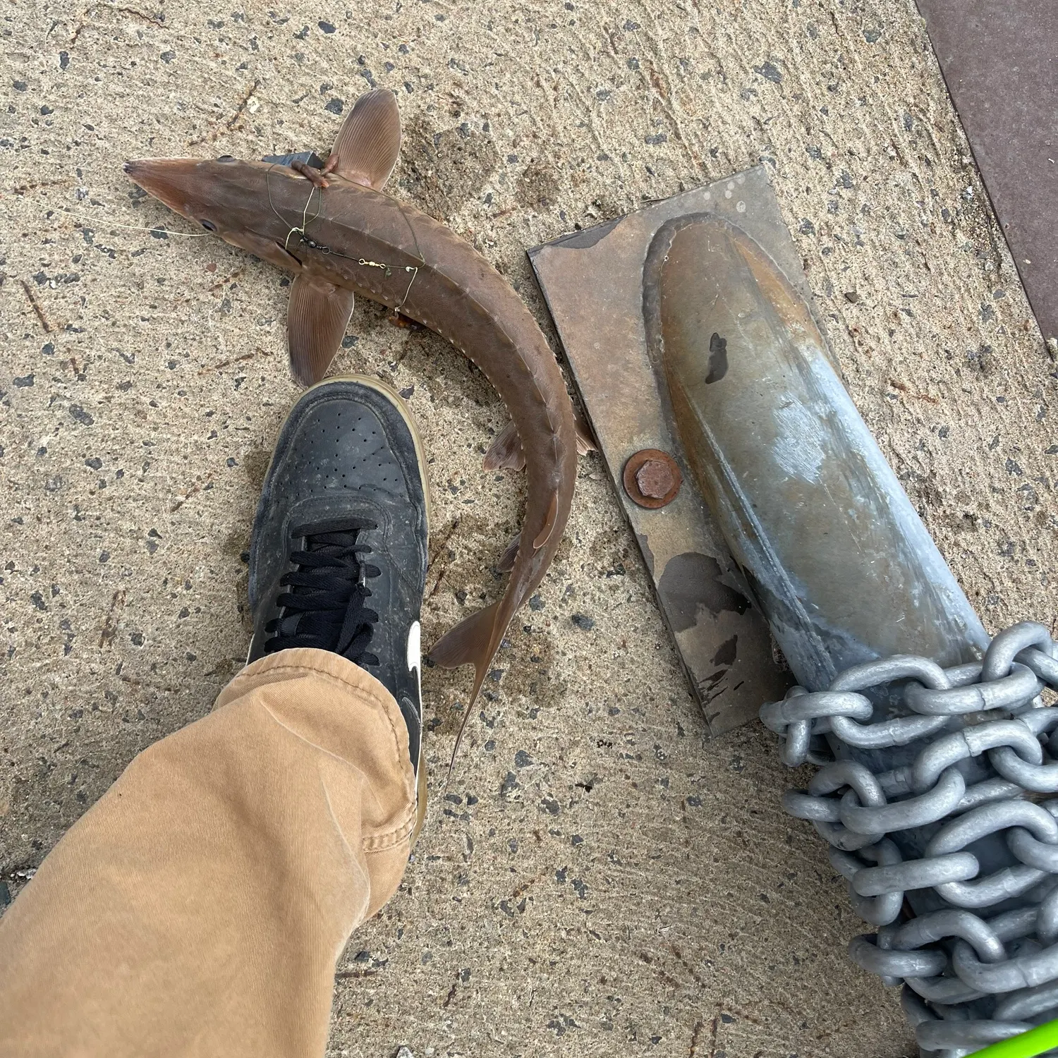 The most recent Green sturgeon catches on Fishbrain