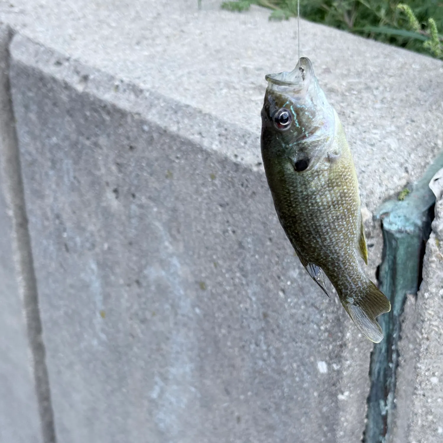 Green sunfish caught on Fishbrain