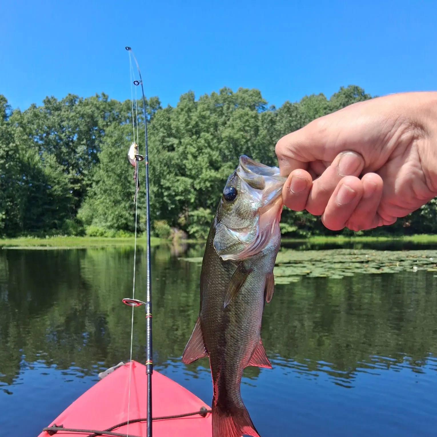 Largemouth bass caught on Fishbrain