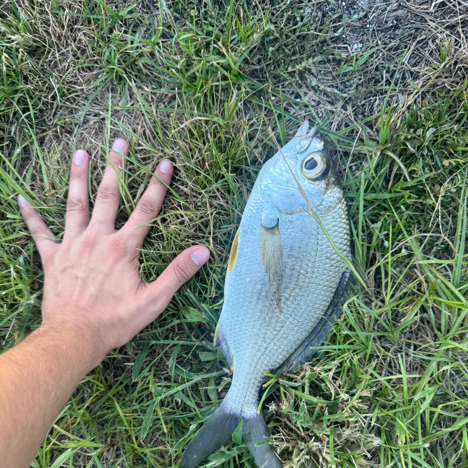 The most recent Striped mojarra catches on Fishbrain