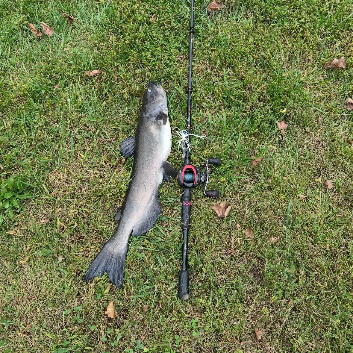 Channel catfish caught on Fishbrain