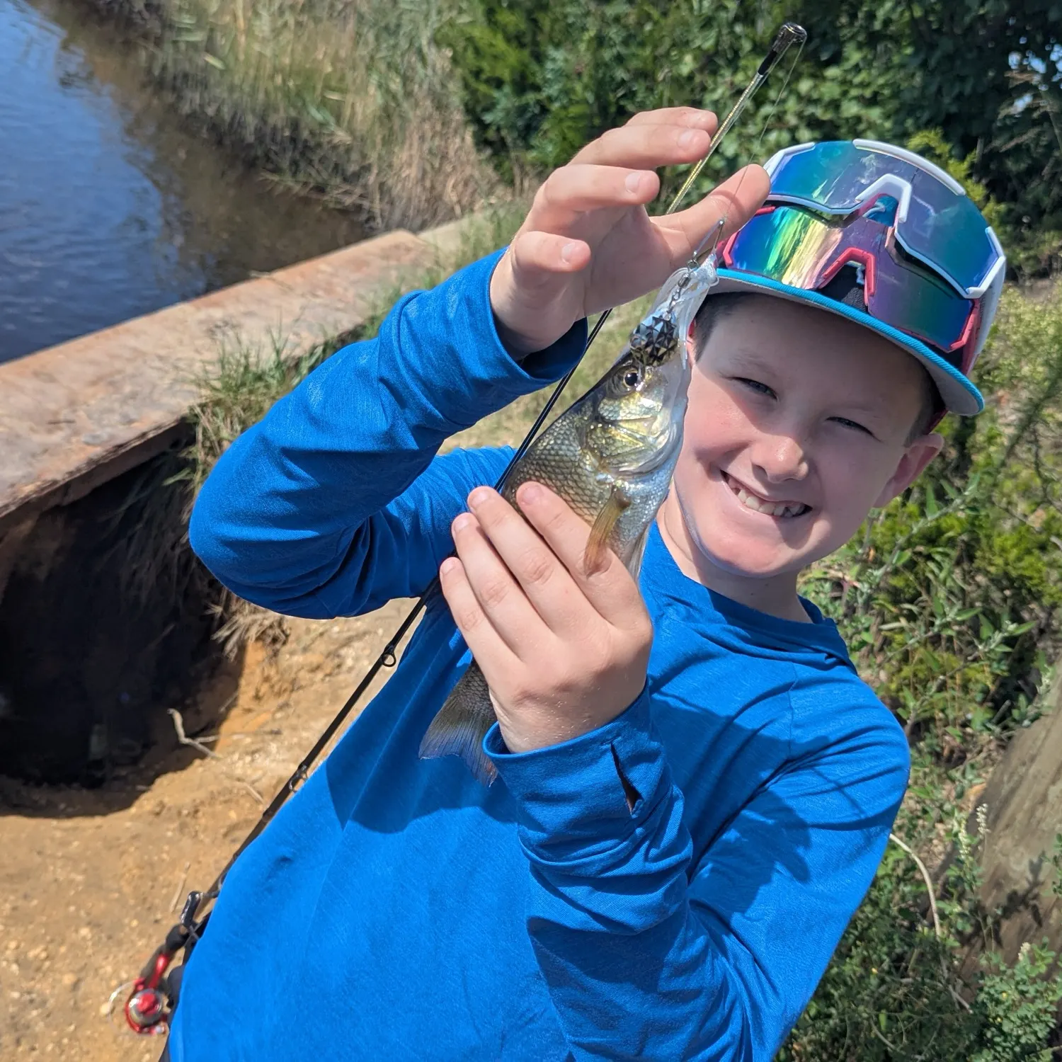 White perch caught on Fishbrain