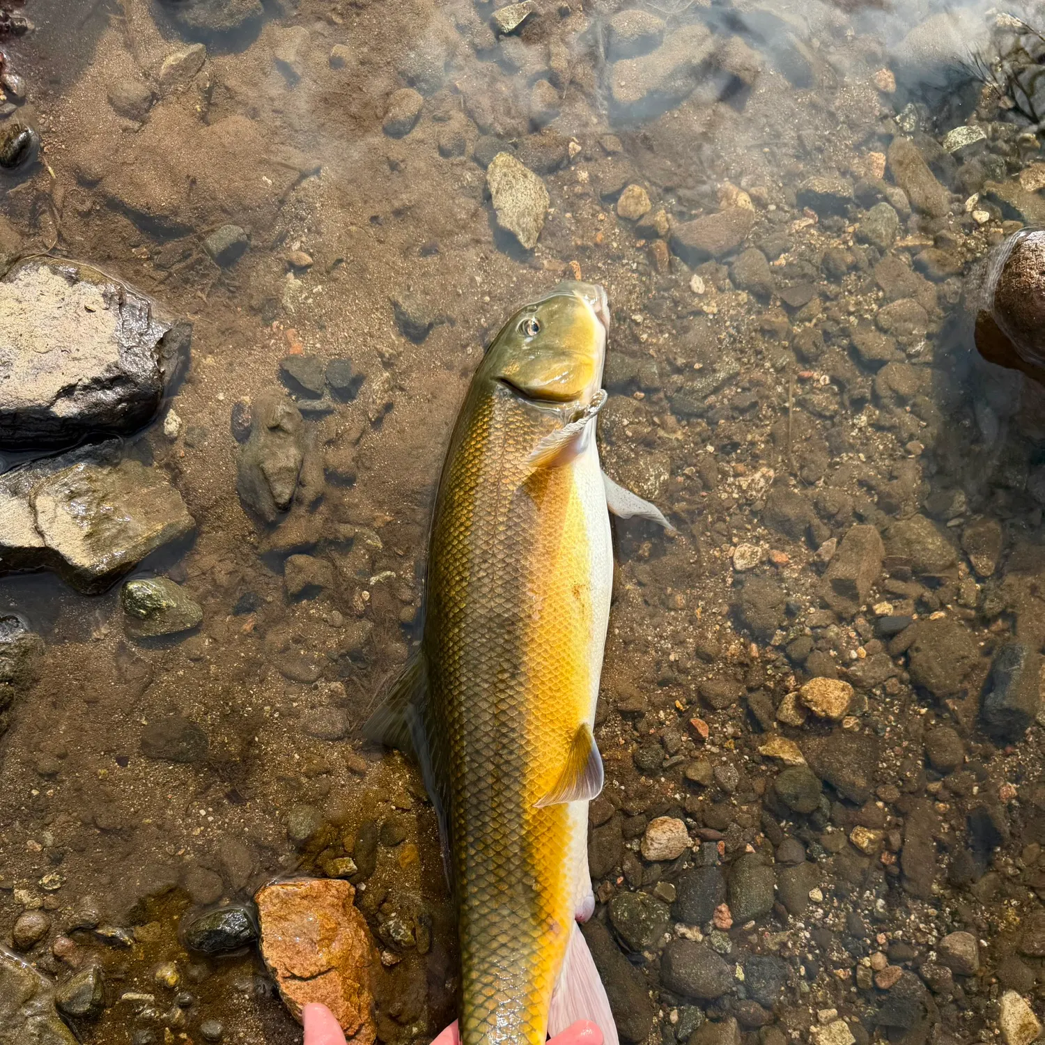 The most recent Sacramento sucker catches on Fishbrain