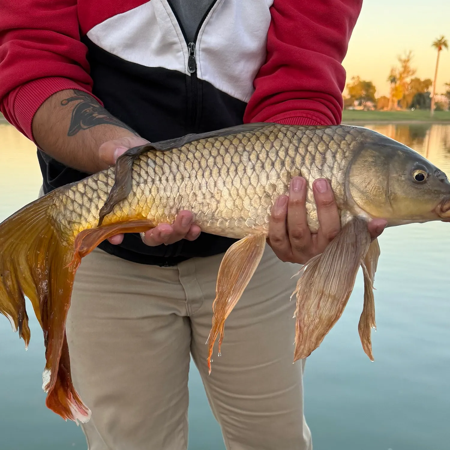Koi x common carp caught on Fishbrain