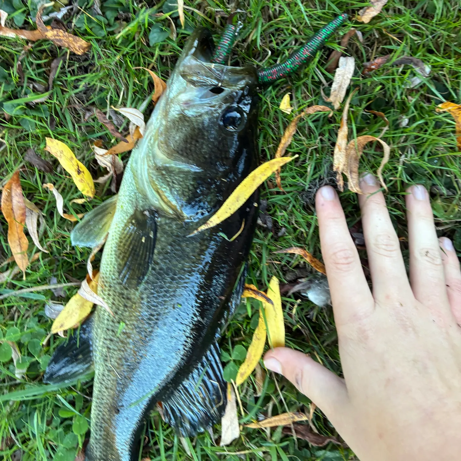 Largemouth bass caught on Fishbrain