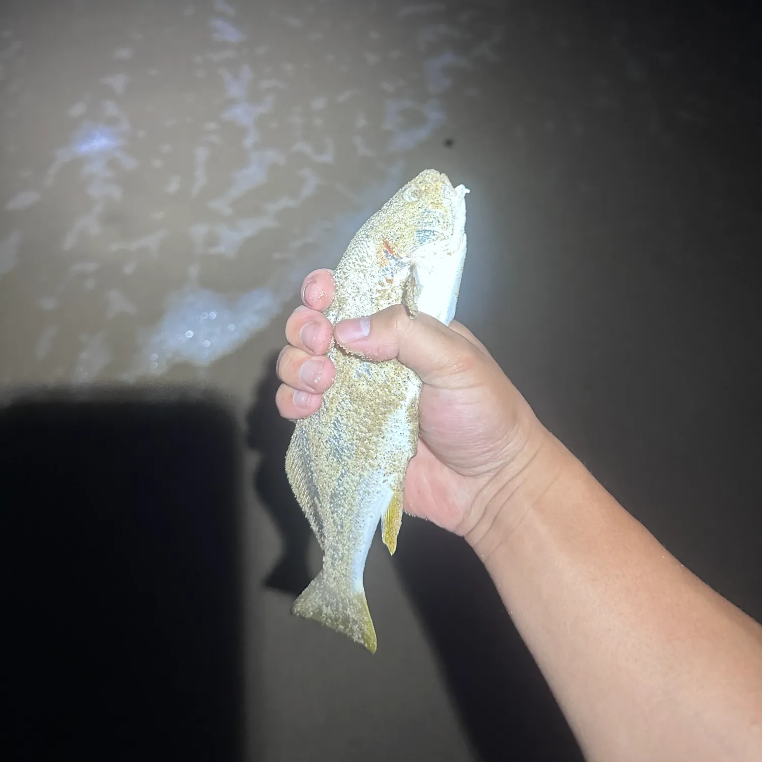 Yellowfin croaker caught on Fishbrain