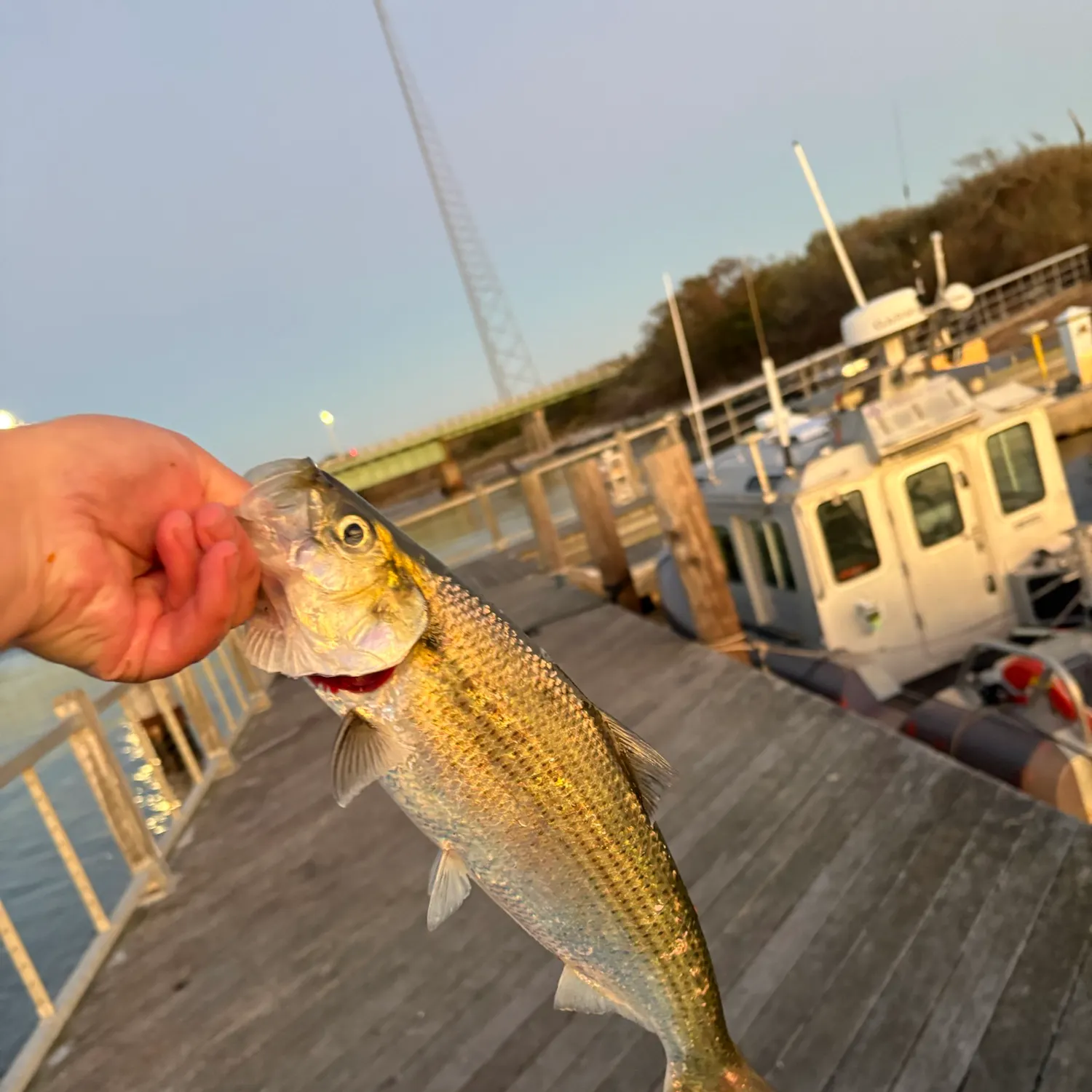 The most recent Hickory shad catches on Fishbrain