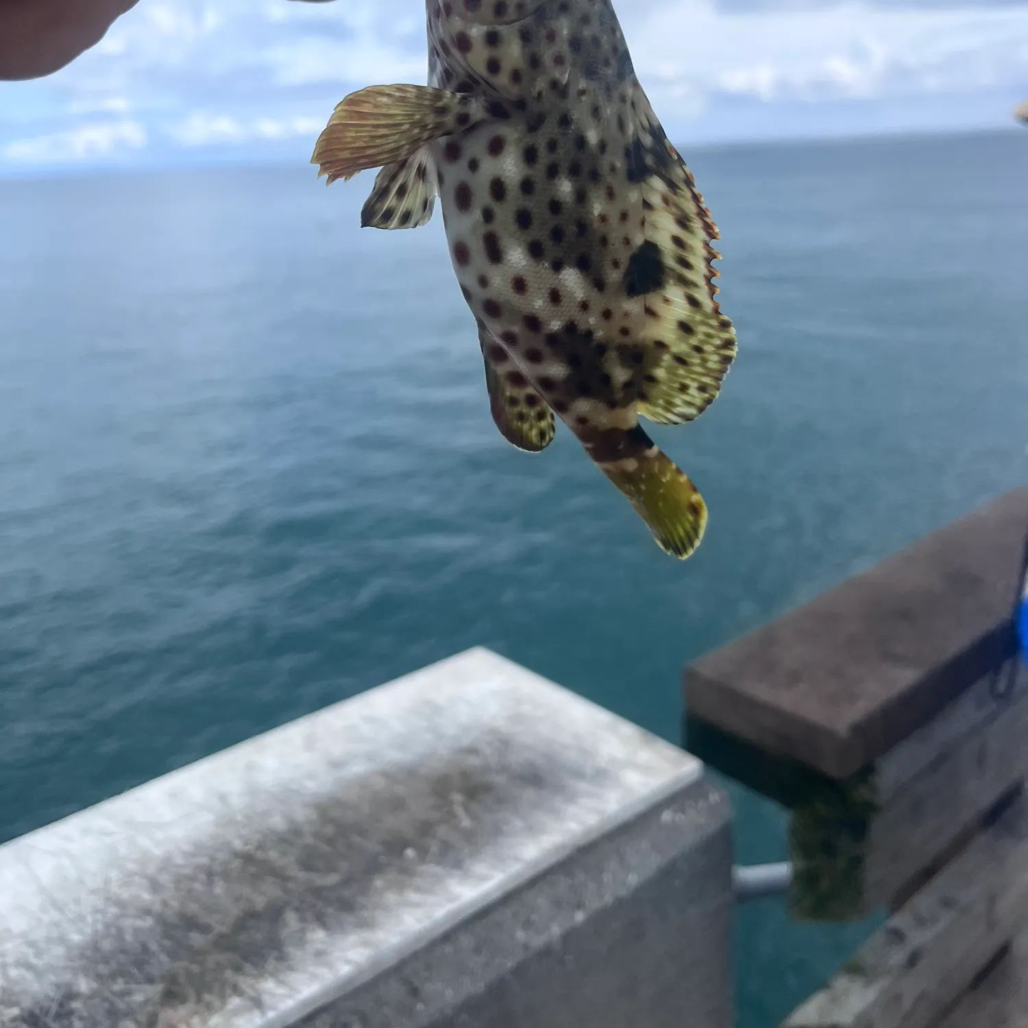 The most recent Rock hind catches on Fishbrain