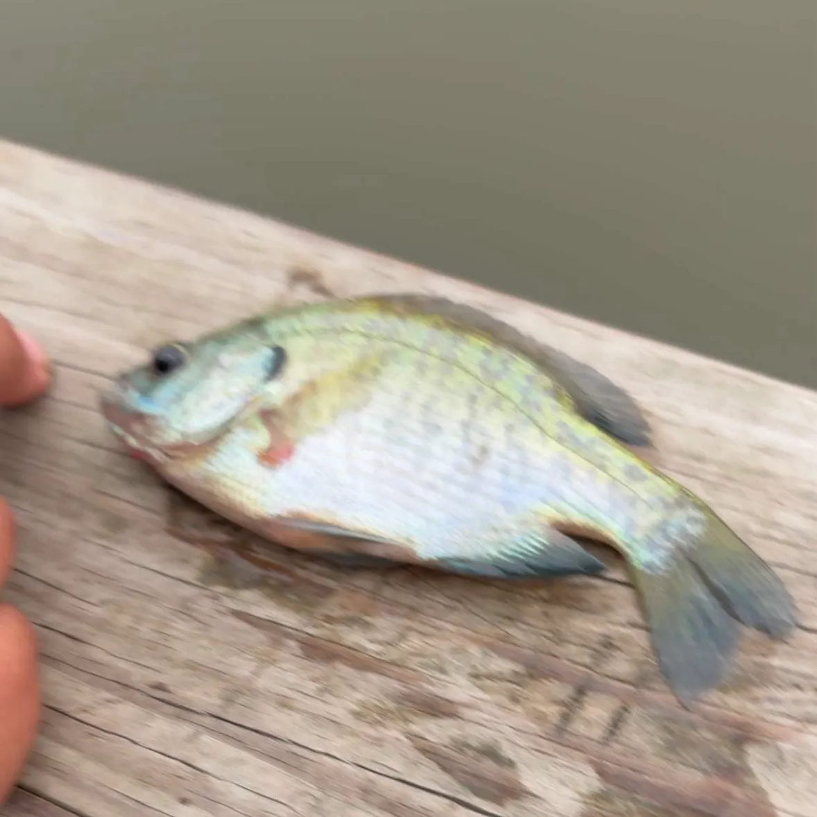 Bluegill caught on Fishbrain