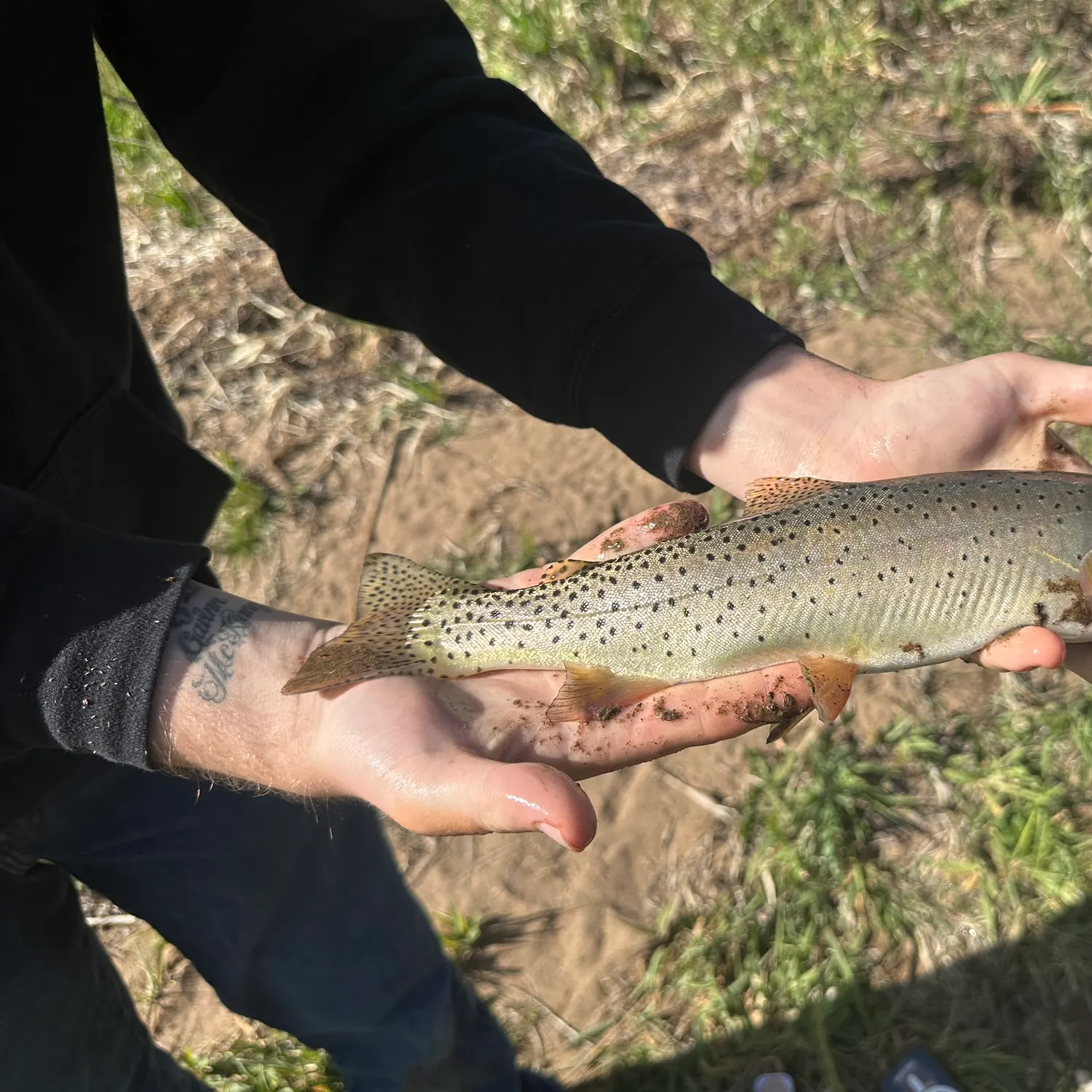 The most recent Cutthroat trout catches on Fishbrain