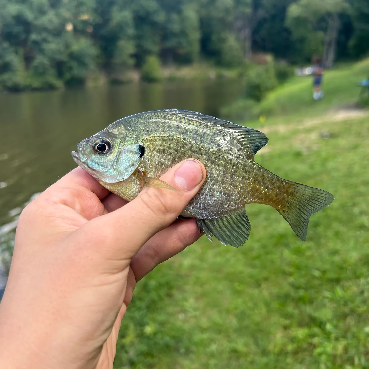 Bluegill caught on Fishbrain