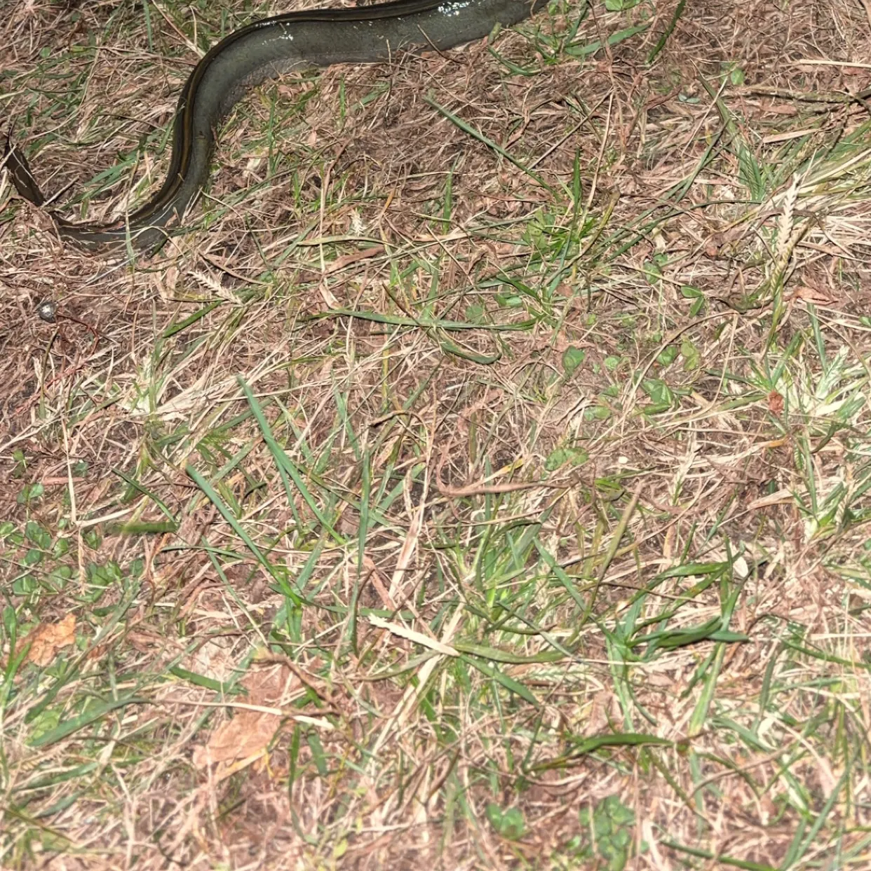 American eel caught on Fishbrain