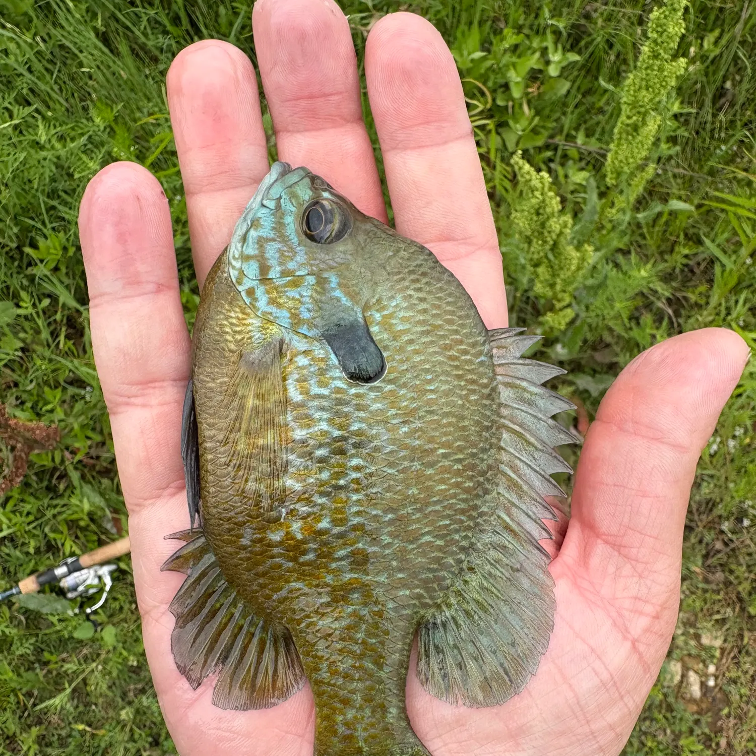 The most recent Bluegill x longear sunfish catches on Fishbrain