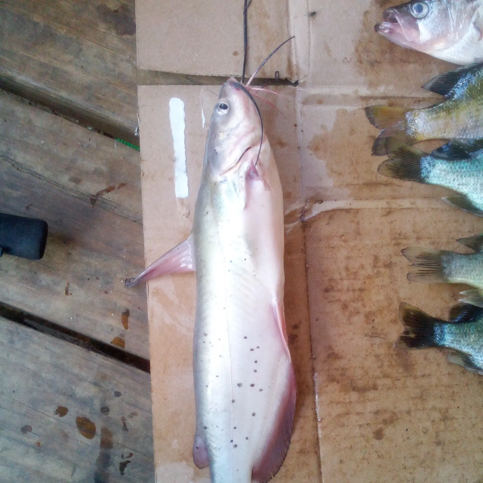 recently logged catches