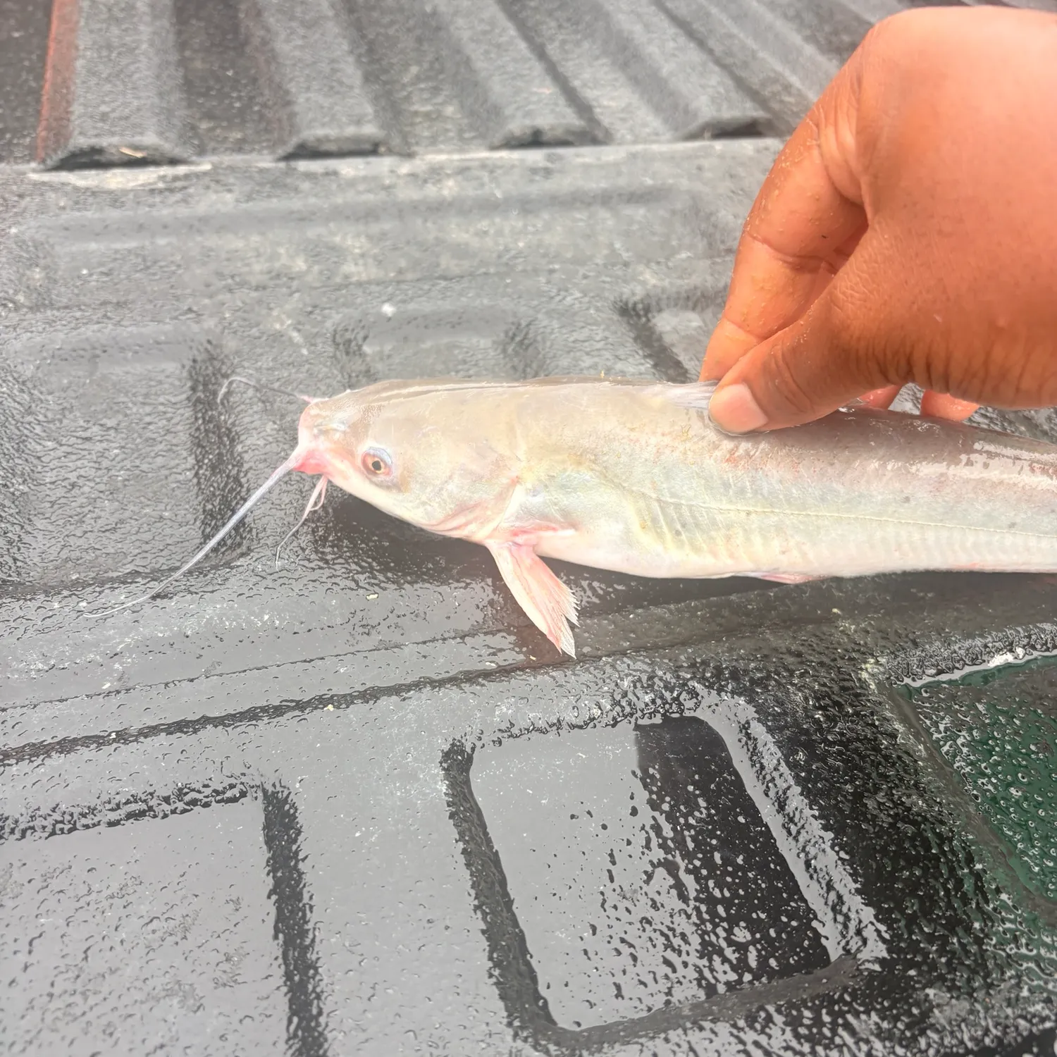 Channel catfish caught on Fishbrain