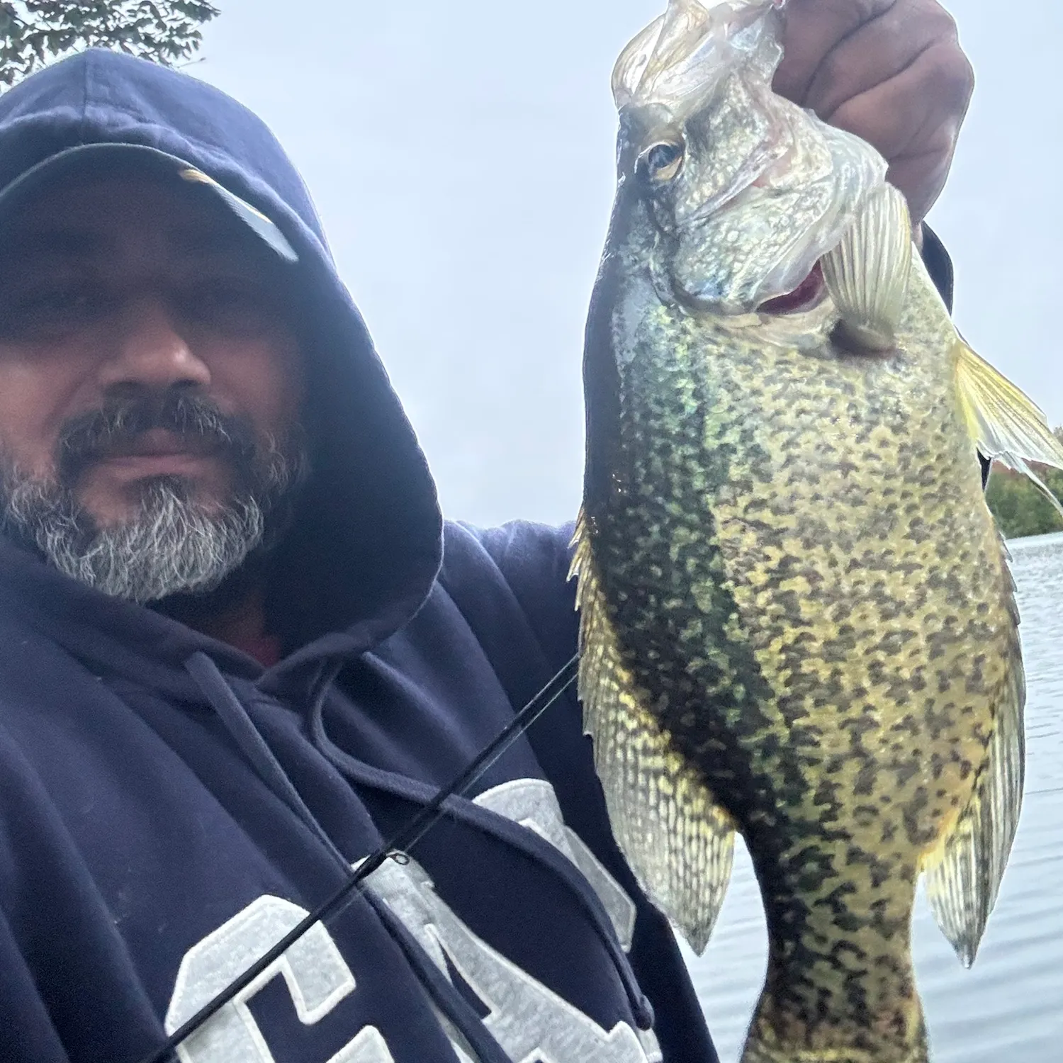 Black crappie caught on Fishbrain