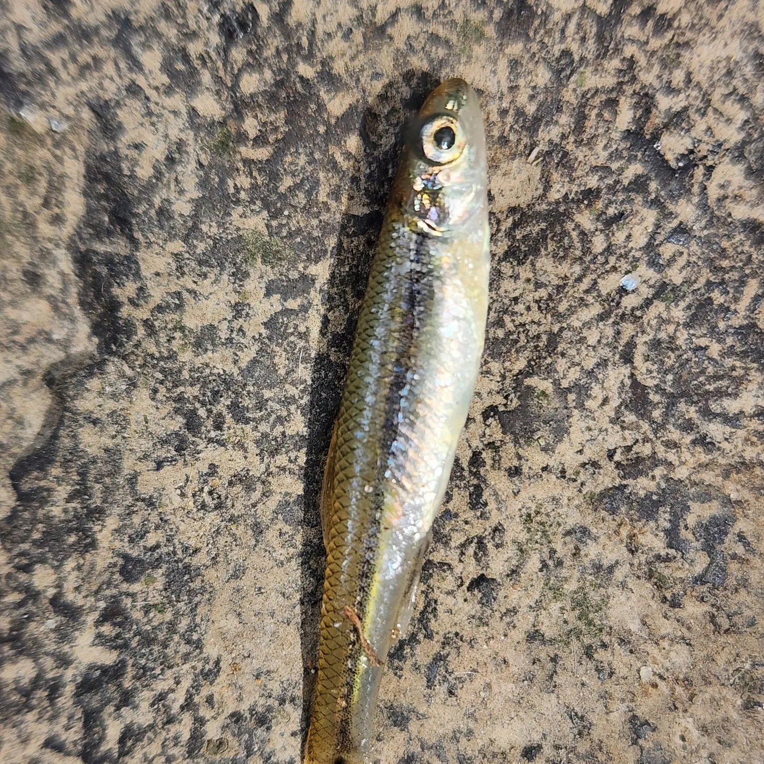 Bluntnose minnow caught on Fishbrain