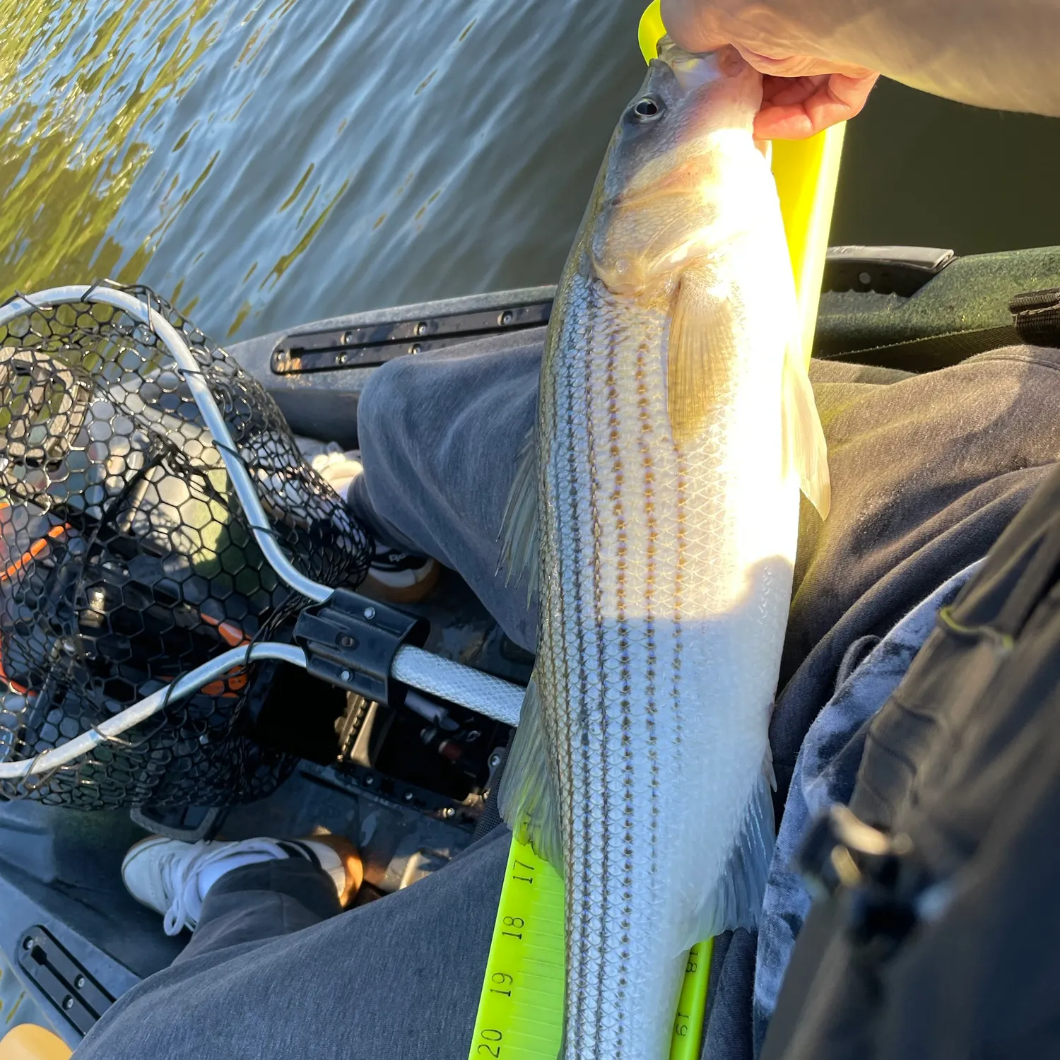 Striped bass caught on Fishbrain