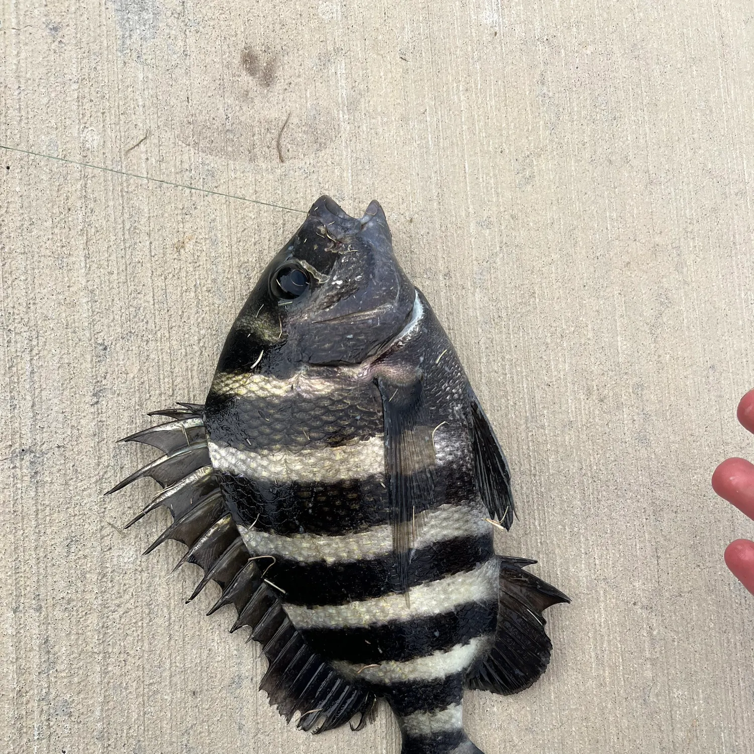 The most recent Sheepshead catches on Fishbrain