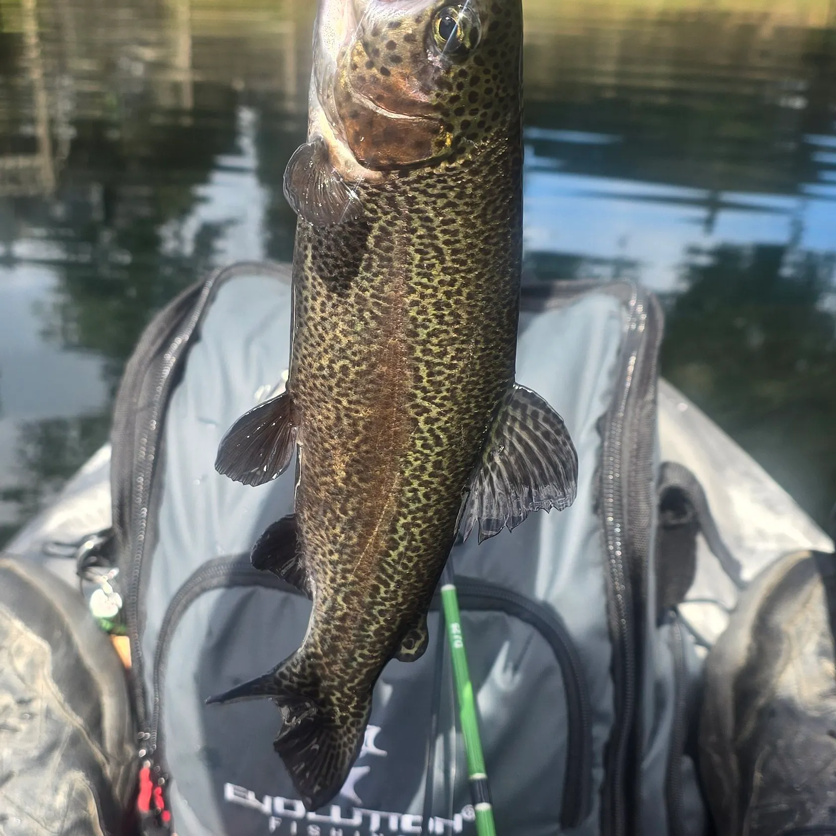 Rainbow trout caught on Fishbrain