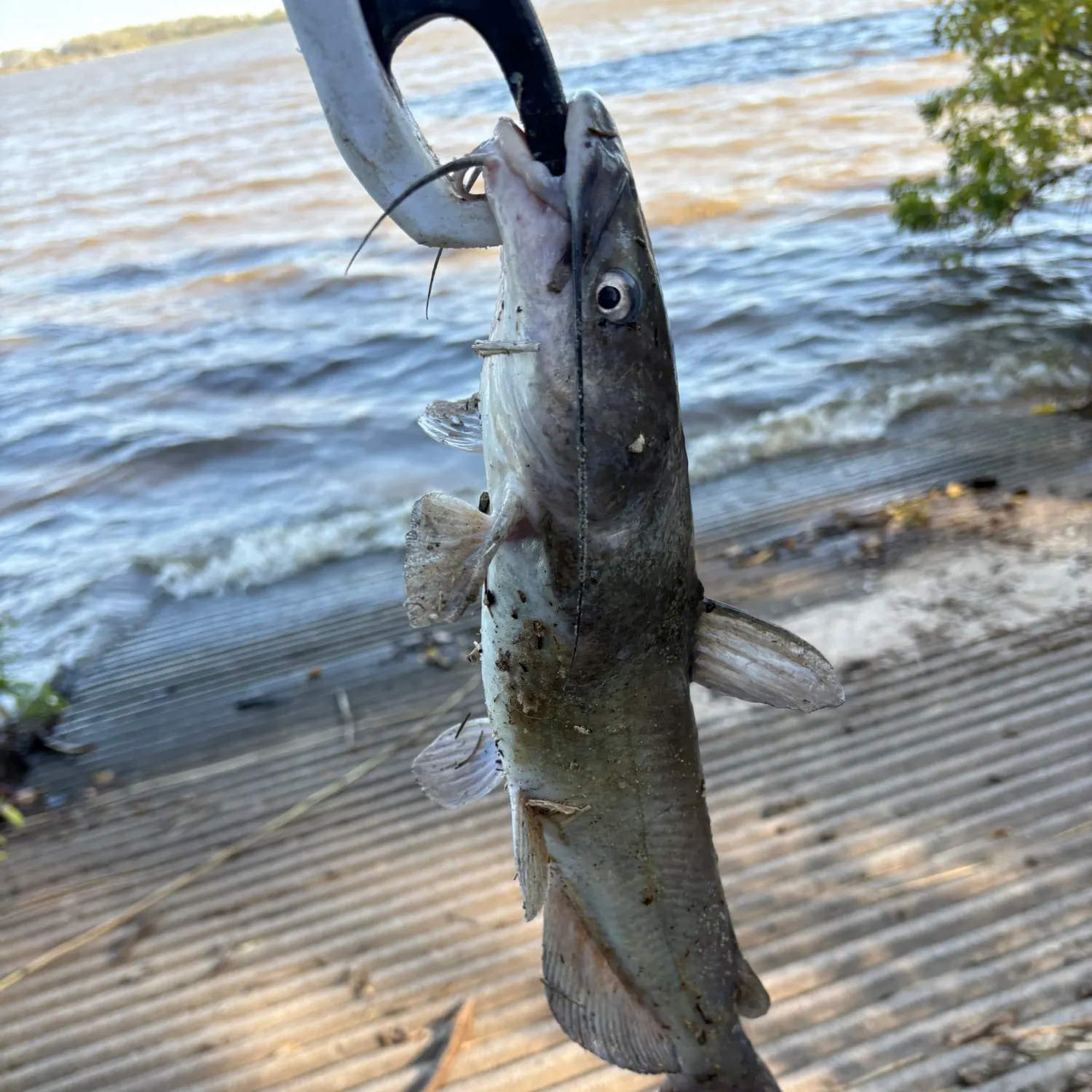Channel catfish caught on Fishbrain
