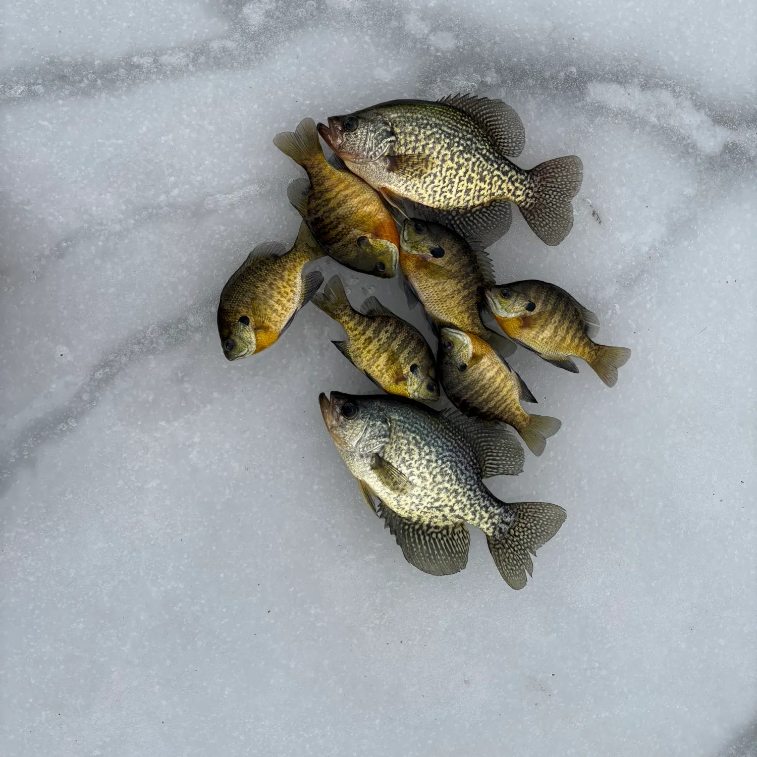 recently logged catches