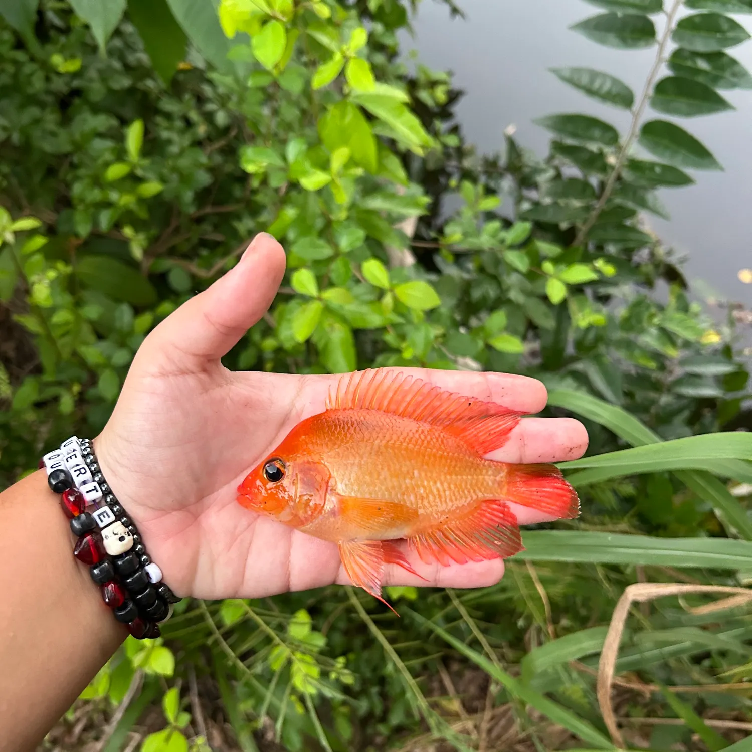 The most recent Red devil cichlid catches on Fishbrain