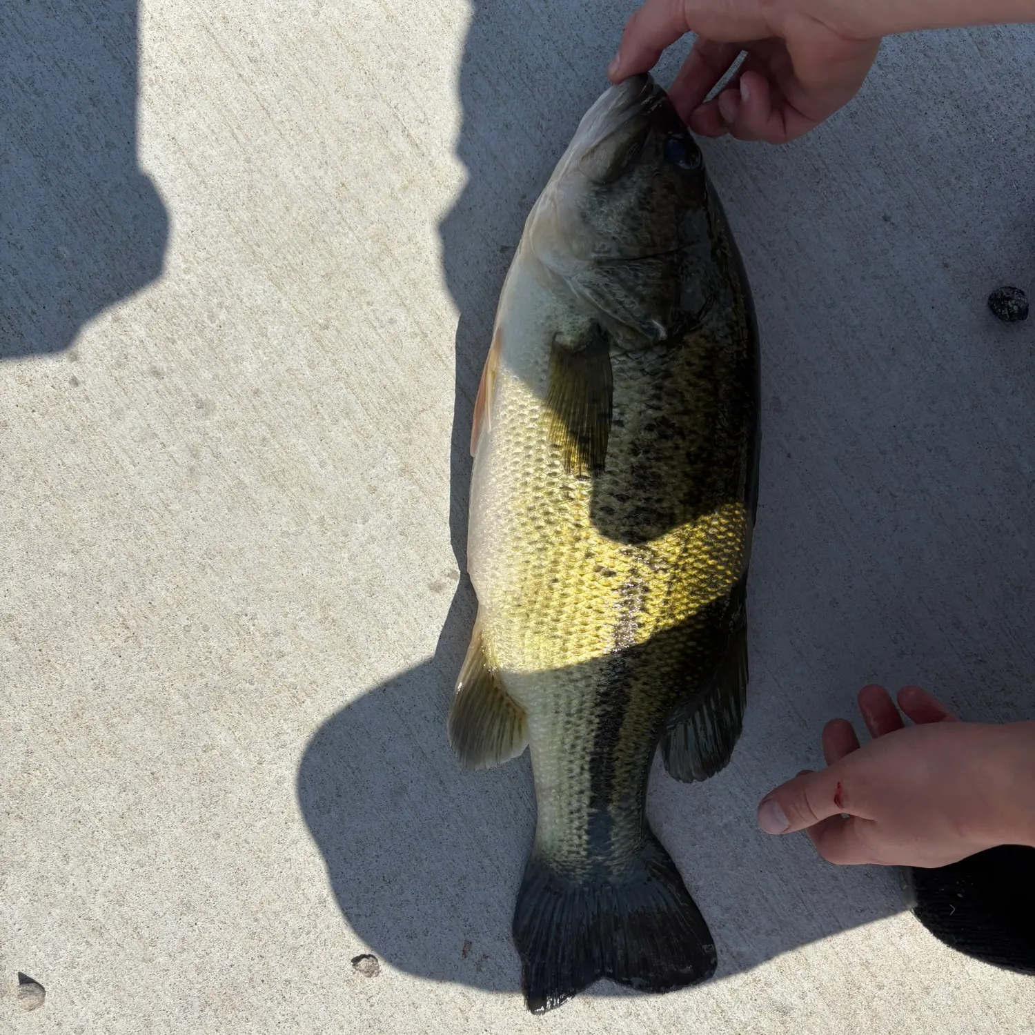 angler catch