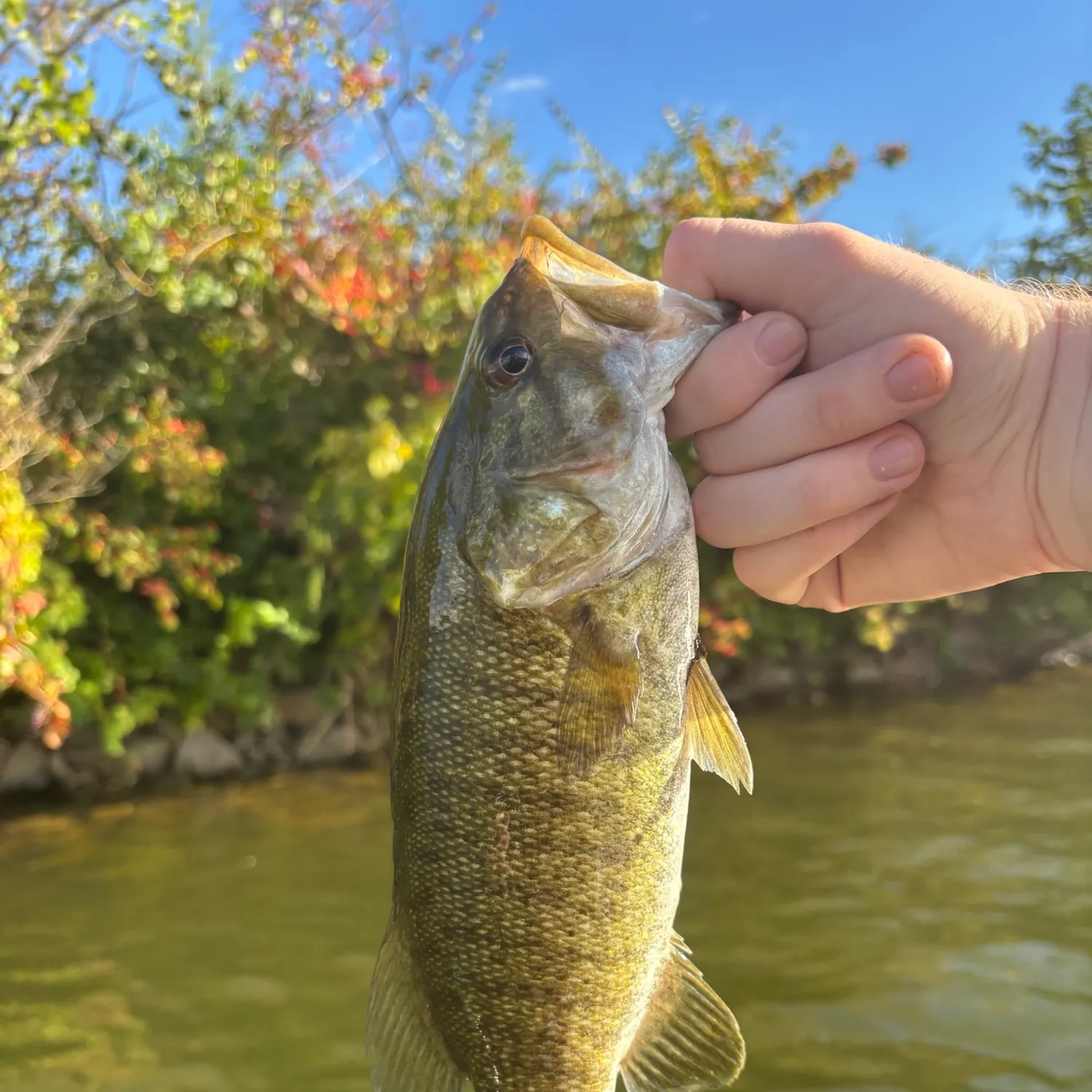 Smallmouth bass caught on Fishbrain