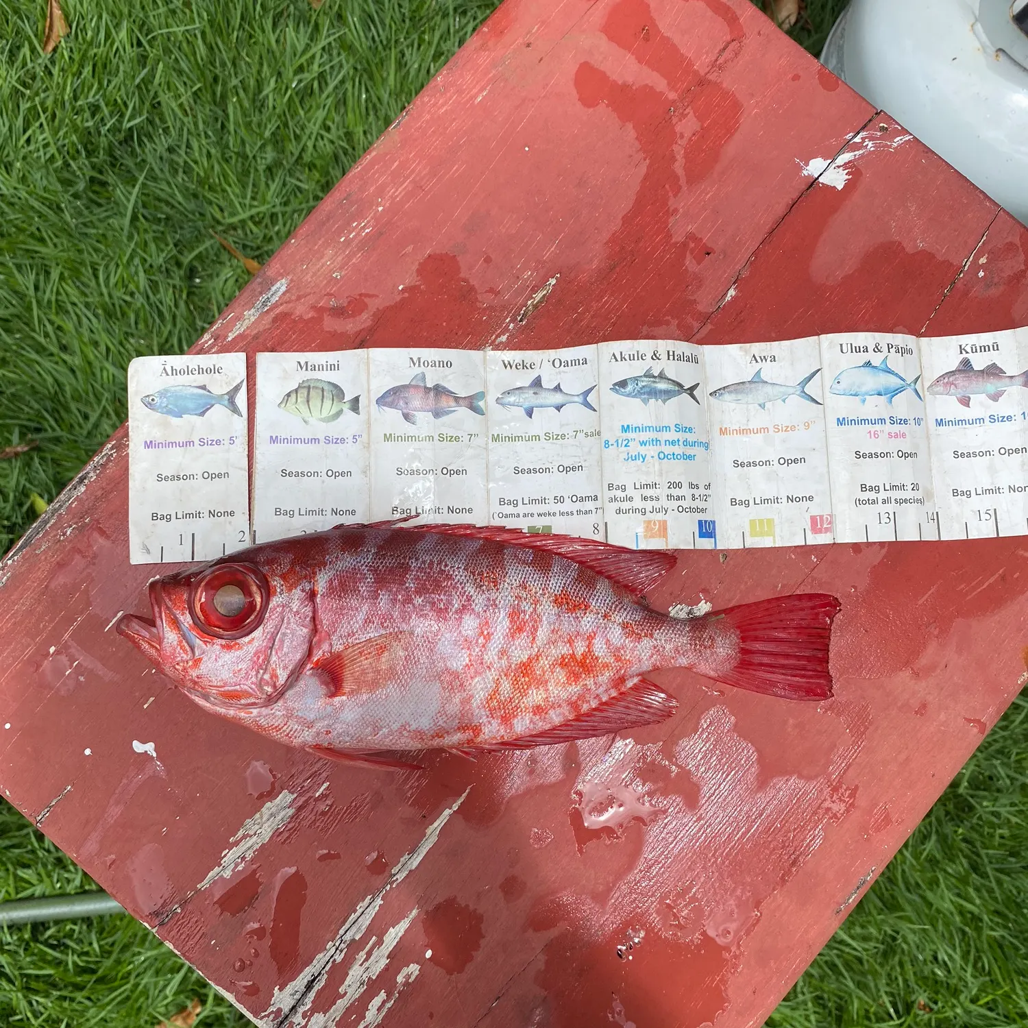 recently logged catches