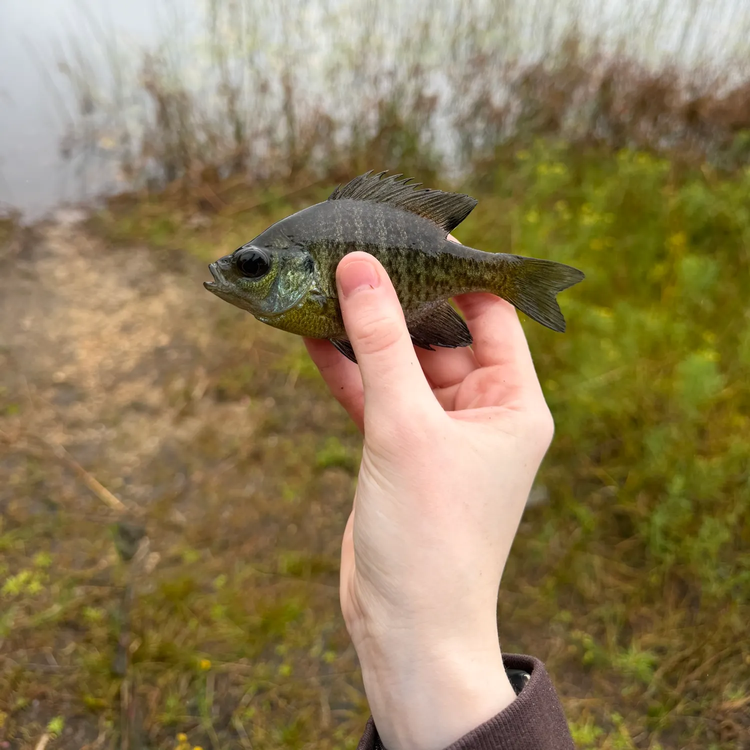 Bluegill caught on Fishbrain