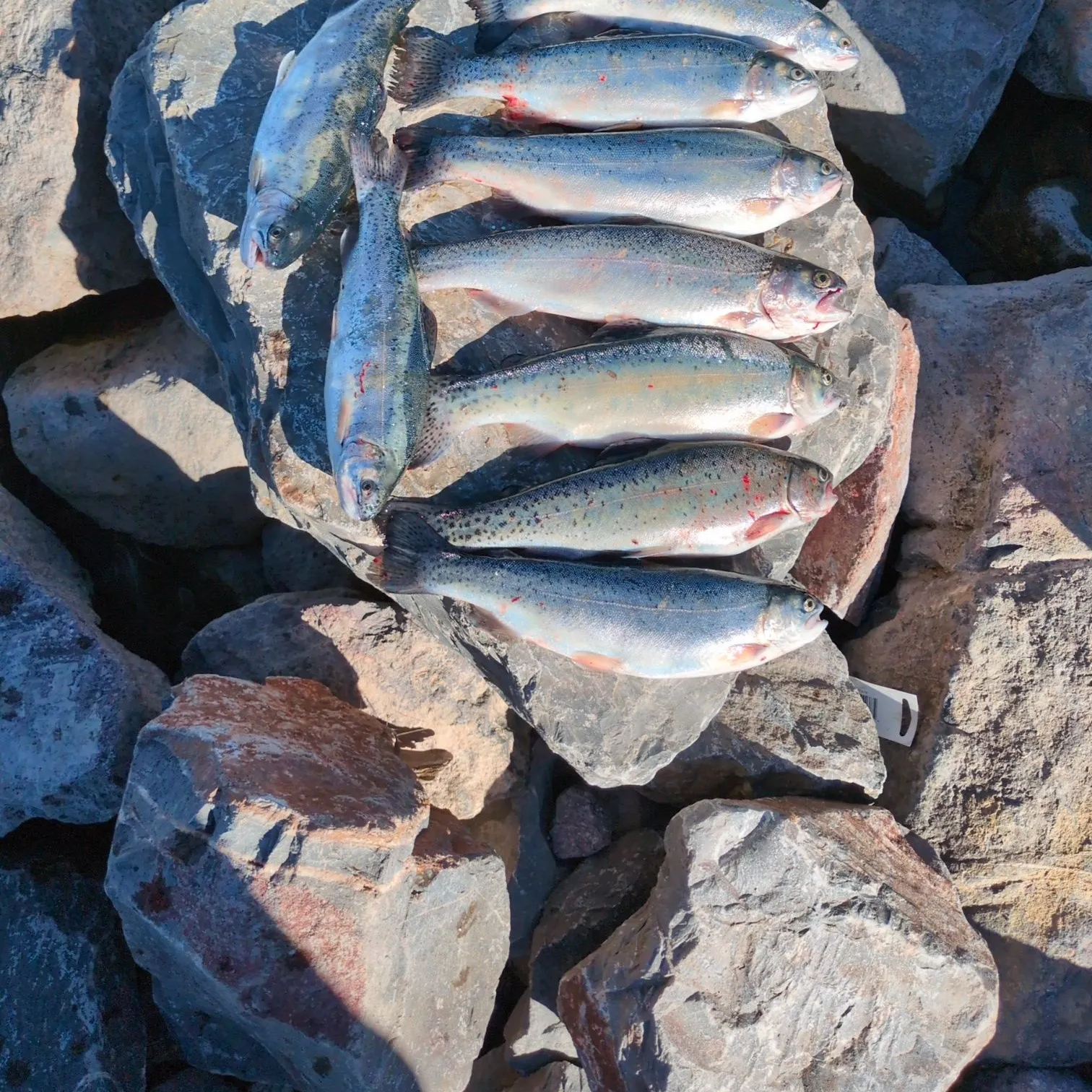 recently logged catches