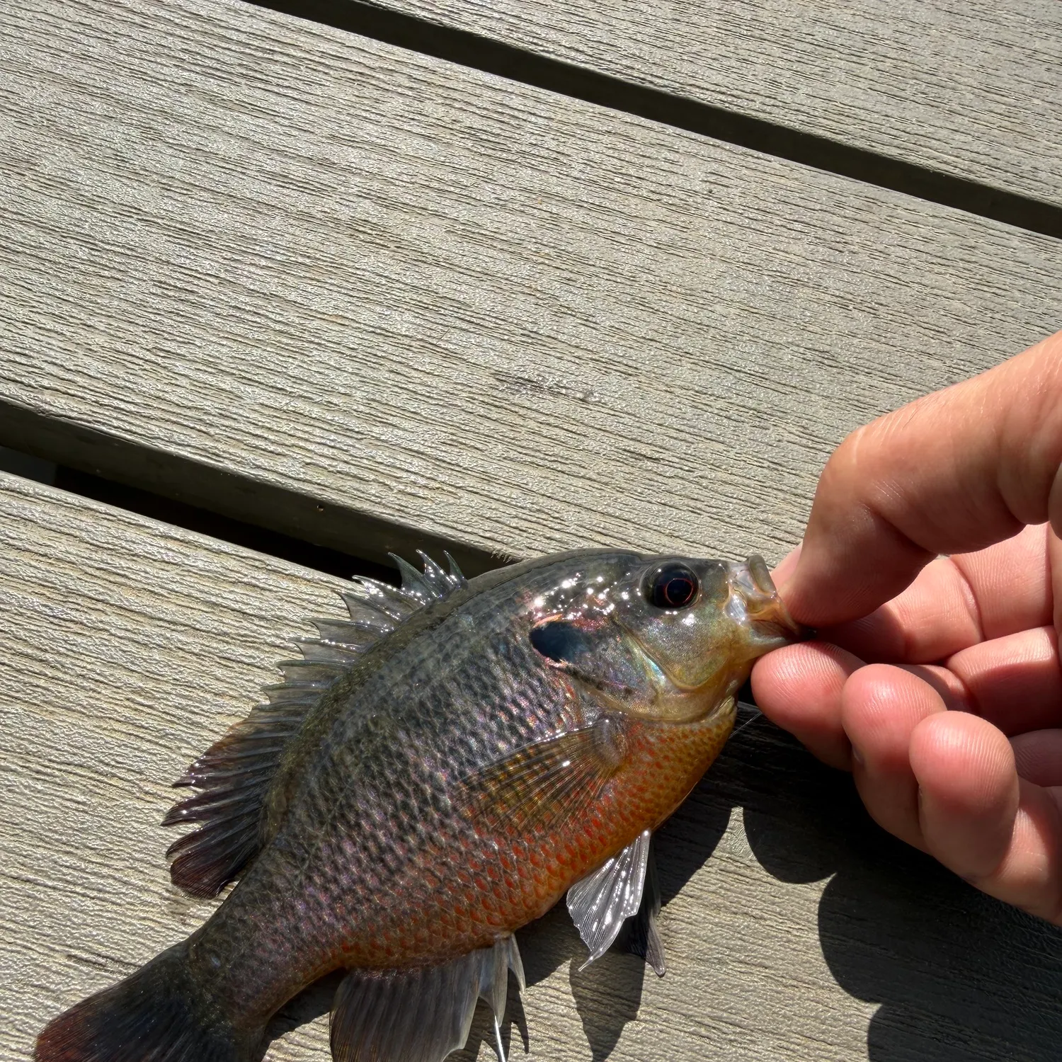 recently logged catches