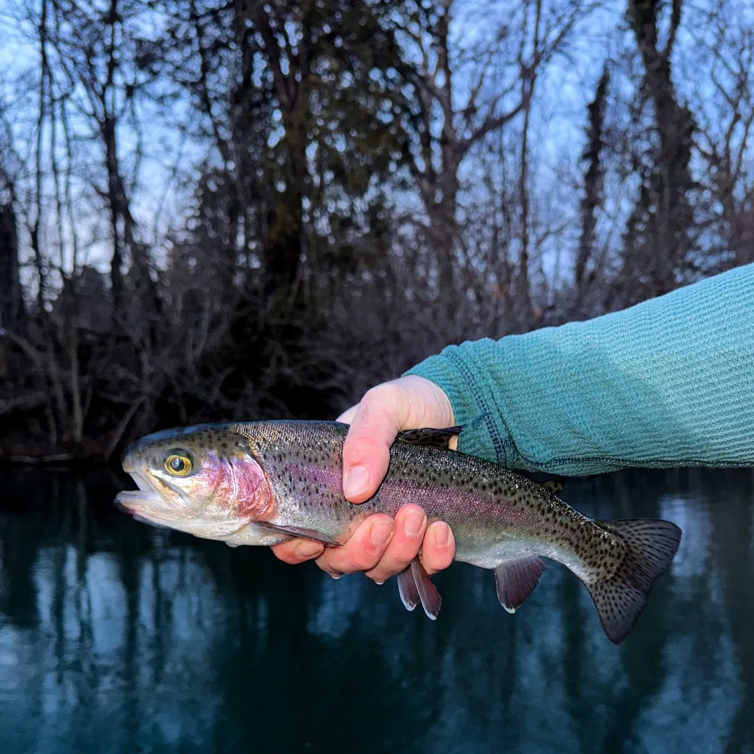 The most recent Rainbow trout catches on Fishbrain